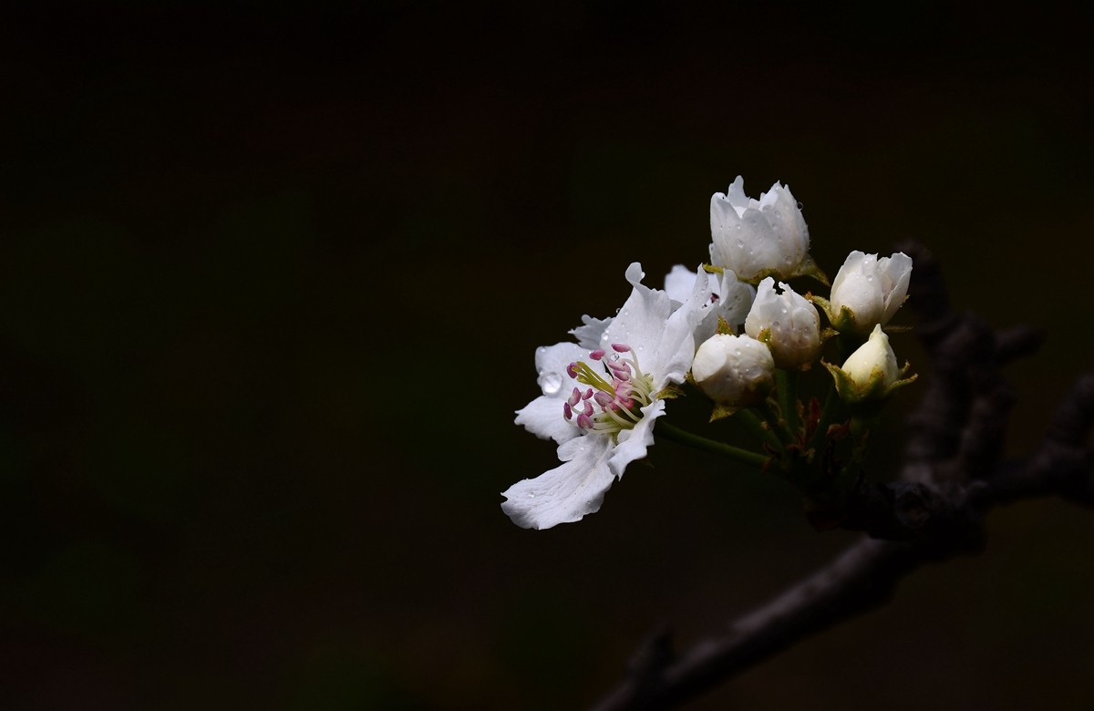 #尼康花卉作品赏析#【千树万树梨花开】 （老阿推荐）