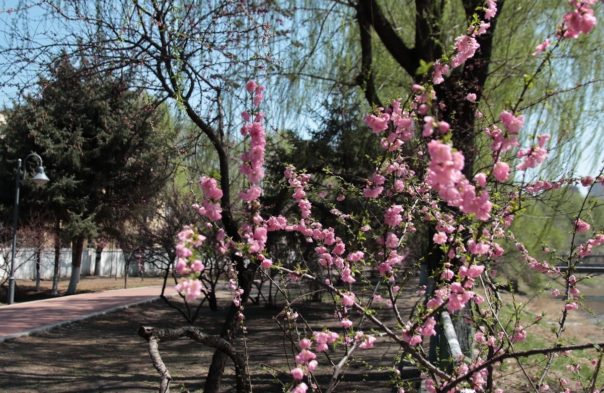 今日立夏 . 昨天雨雪过后春花初绽