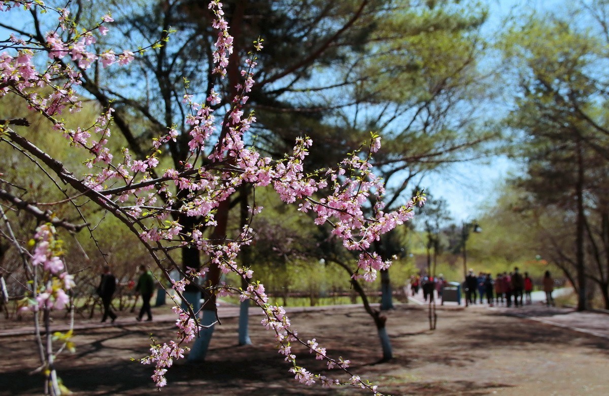 今日立夏 . 昨天雨雪过后春花初绽