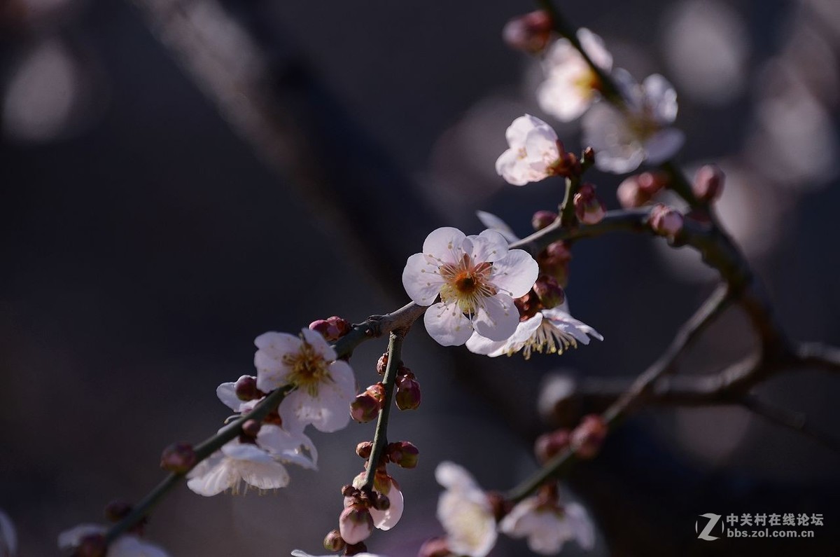 垂枝梅花