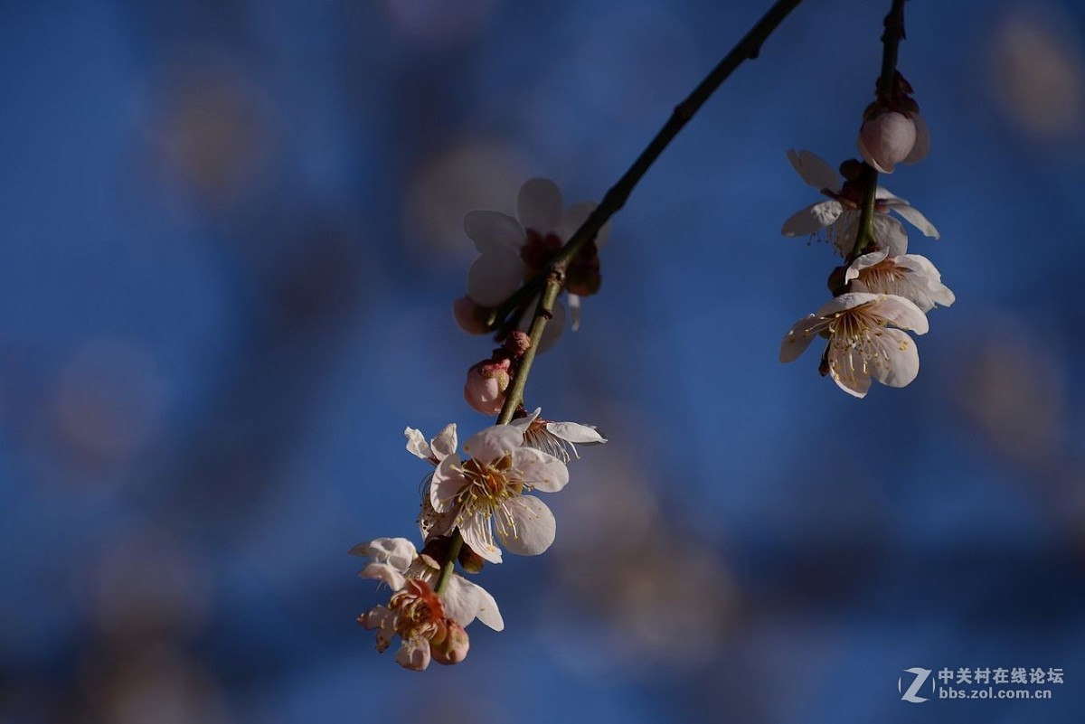 垂枝梅花