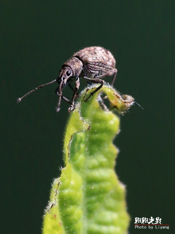 疯狂虫虫