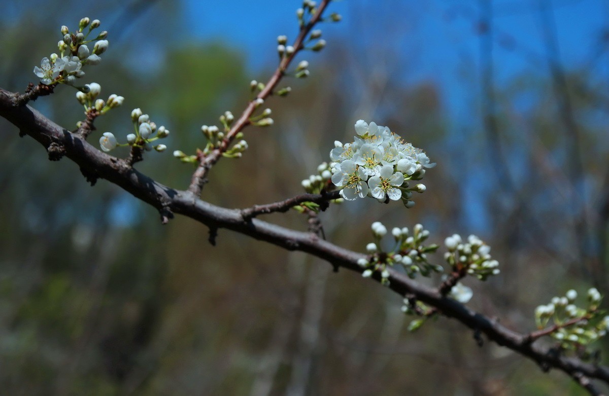 今日立夏 . 昨天雨雪过后春花初绽