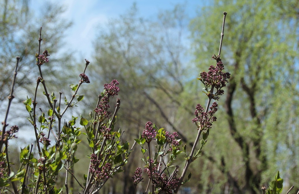 今日立夏 . 昨天雨雪过后春花初绽