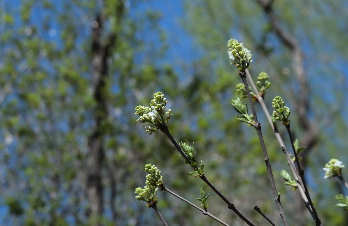 今日立夏 . 昨天雨雪过后春花初绽