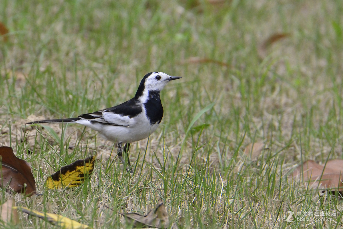 #尼康鸟类作品赏析#【两个品种的小鸟】 （老阿推荐）