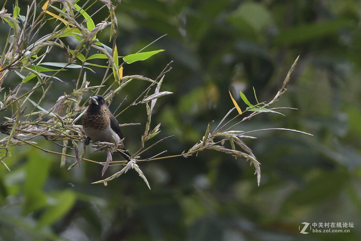 #尼康鸟类作品赏析#【两个品种的小鸟】 （老阿推荐）