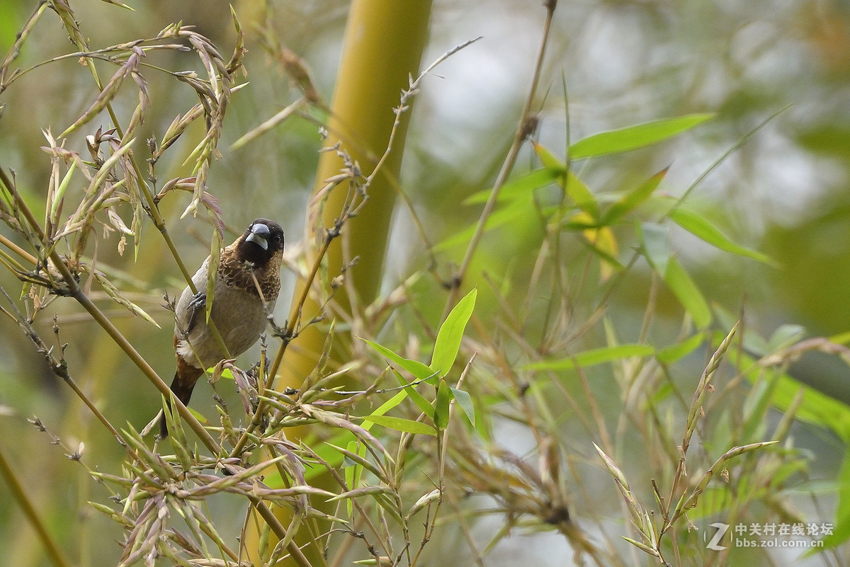 #尼康鸟类作品赏析#【两个品种的小鸟】 （老阿推荐）