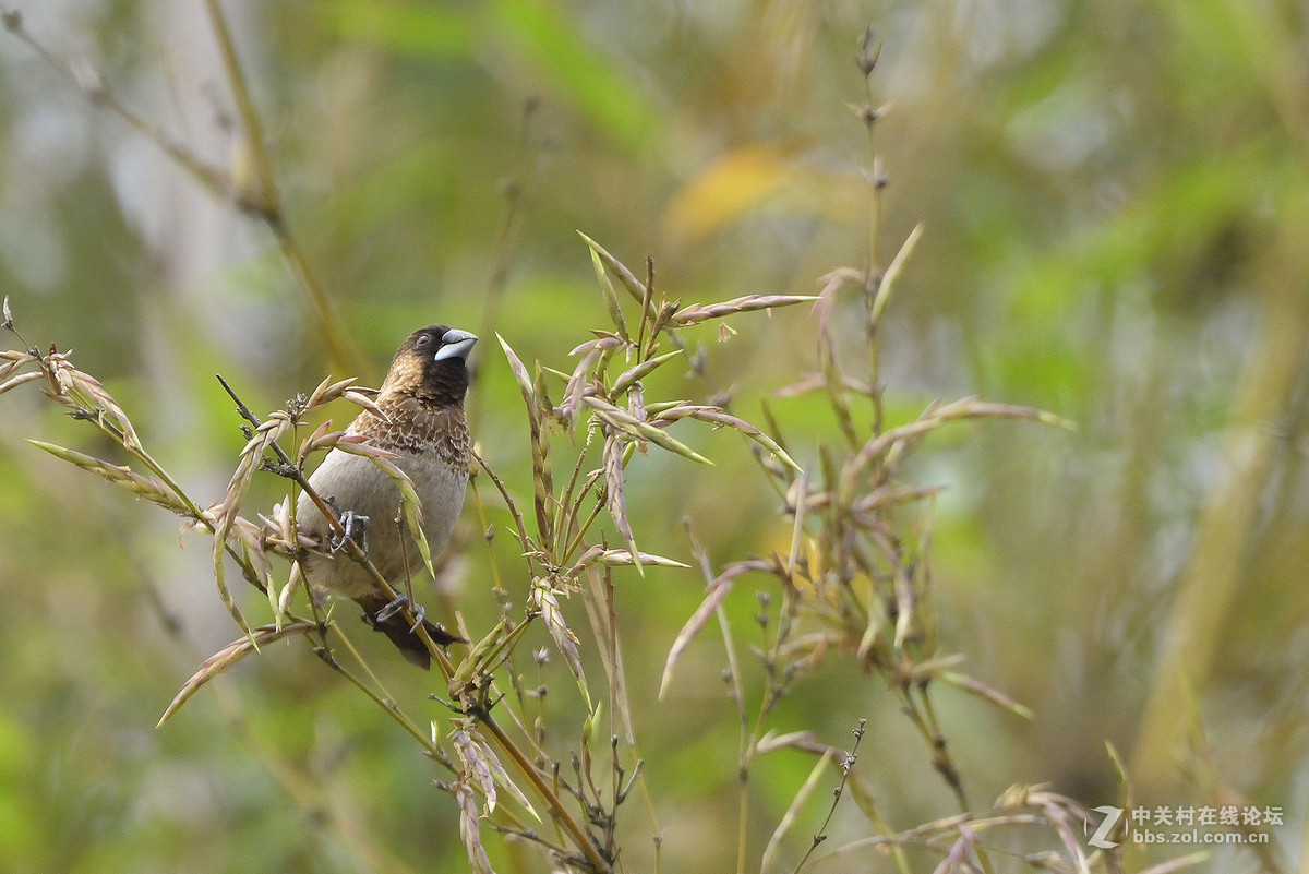#尼康鸟类作品赏析#【两个品种的小鸟】 （老阿推荐）