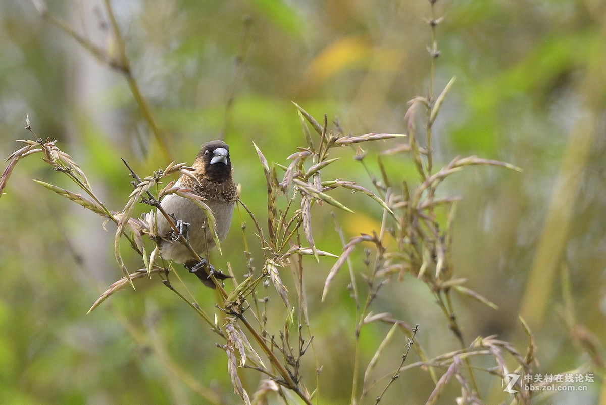 #尼康鸟类作品赏析#【两个品种的小鸟】 （老阿推荐）