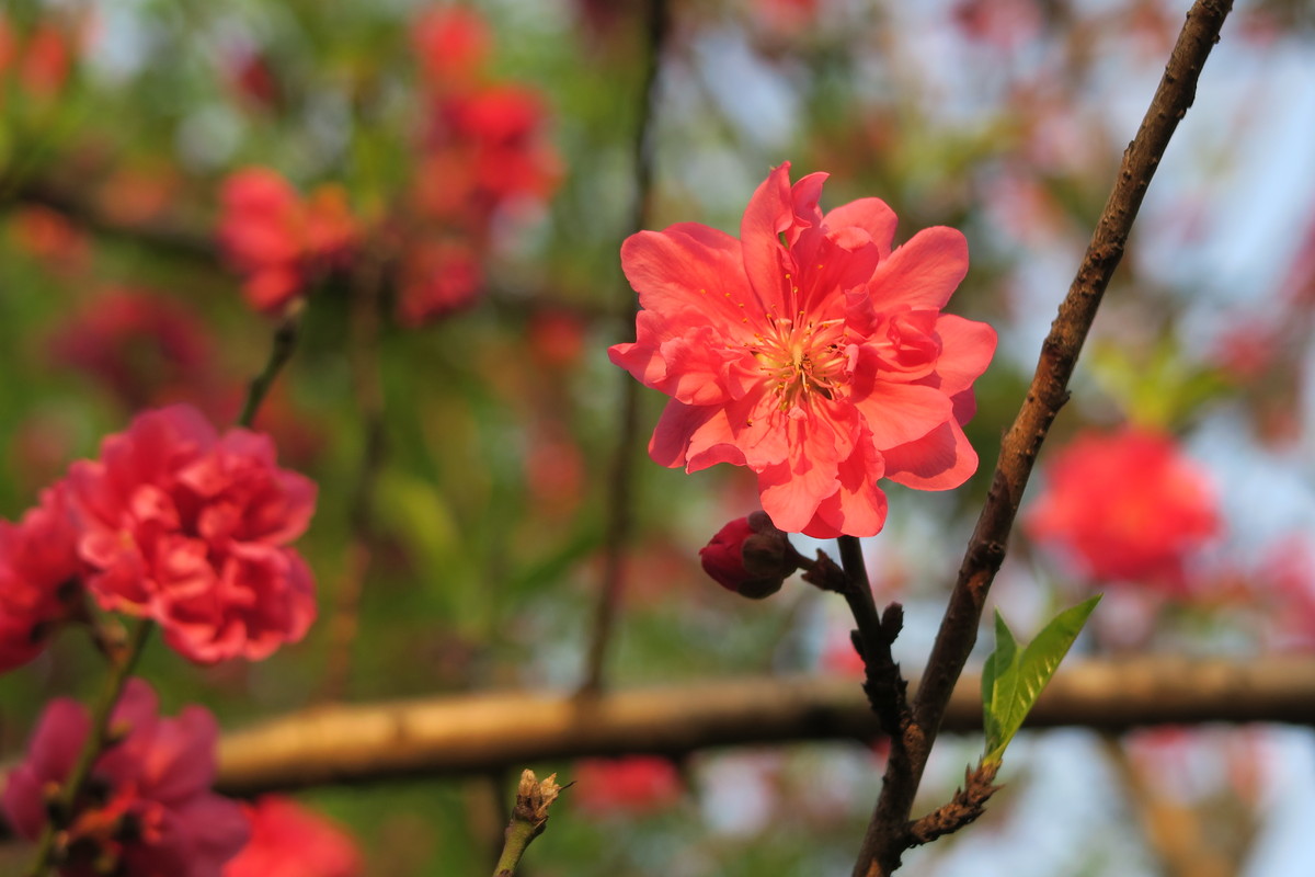 桃花朵朵開