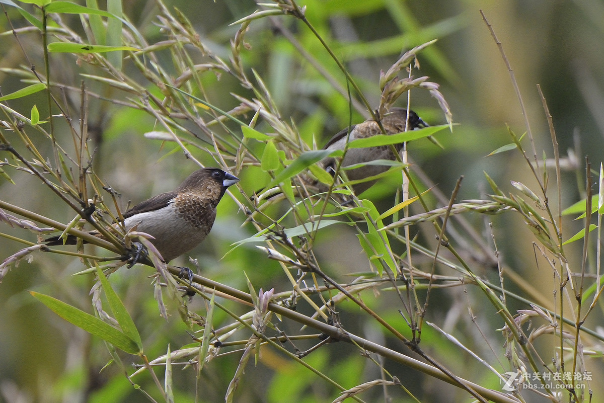 #尼康鸟类作品赏析#【两个品种的小鸟】 （老阿推荐）