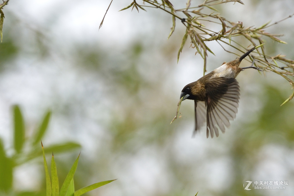 #尼康鸟类作品赏析#【两个品种的小鸟】 （老阿推荐）