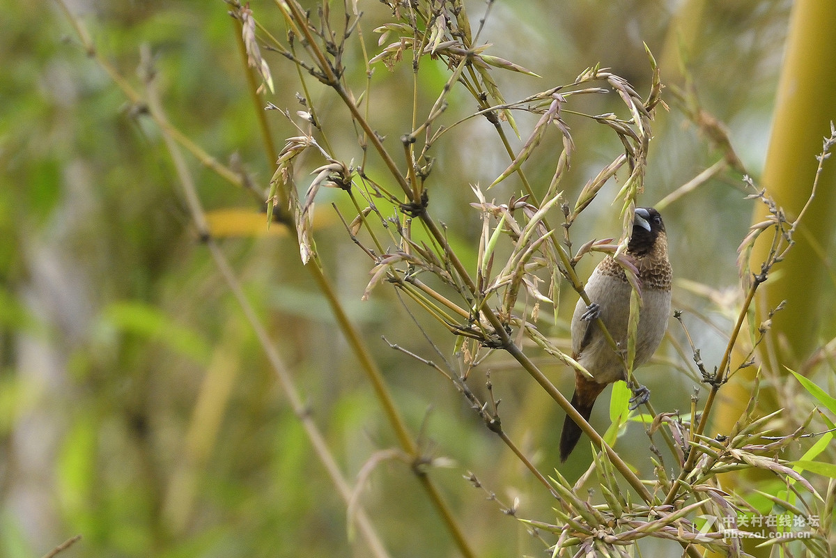 #尼康鸟类作品赏析#【两个品种的小鸟】 （老阿推荐）