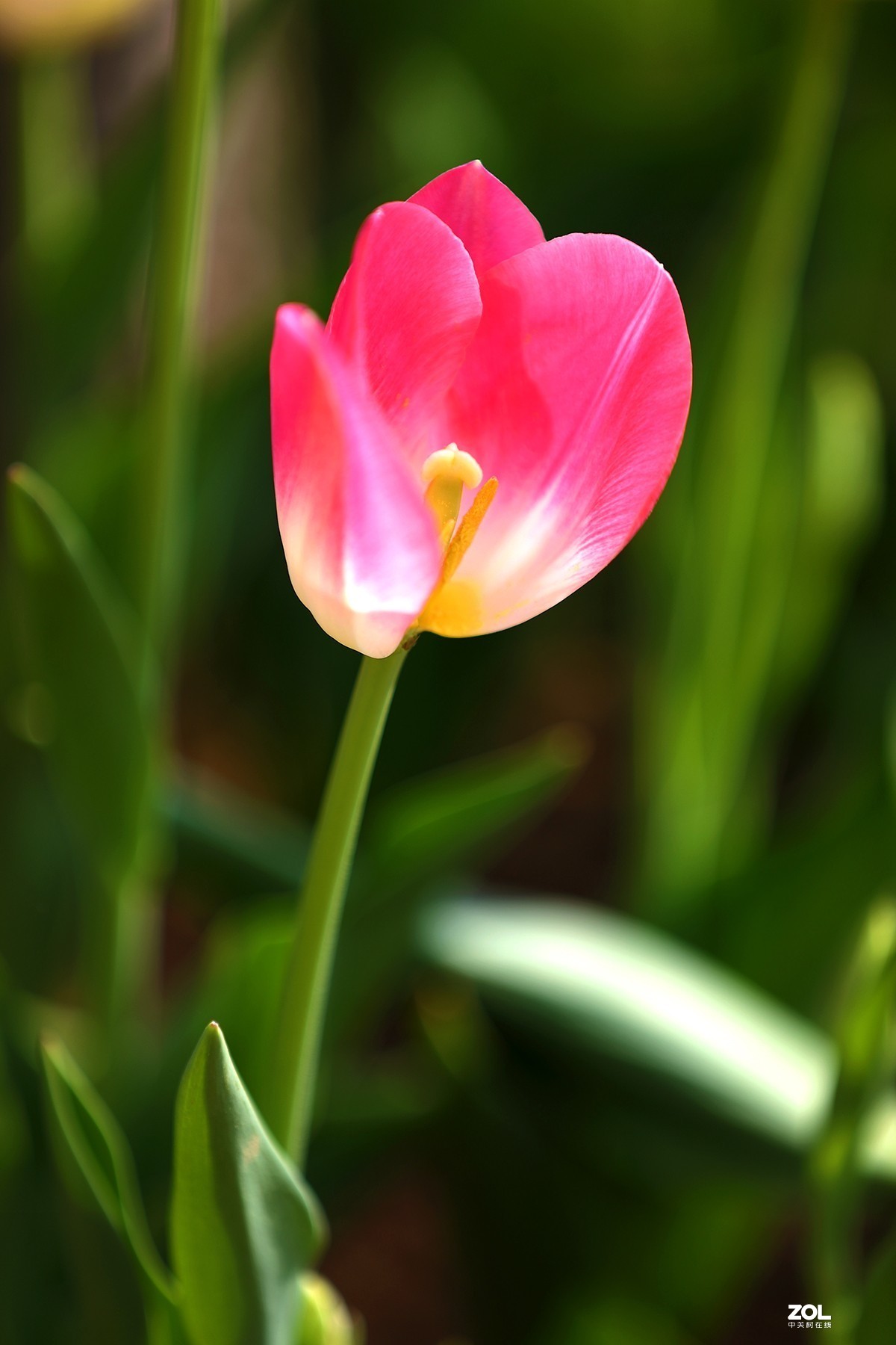 娇嫩妩媚独傲群芳