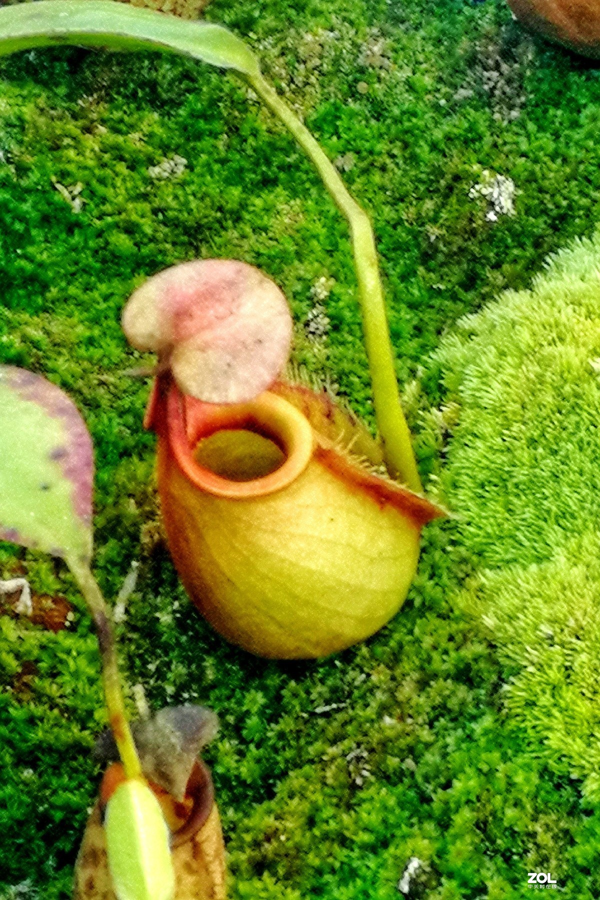 捕虫草——手机拍摄