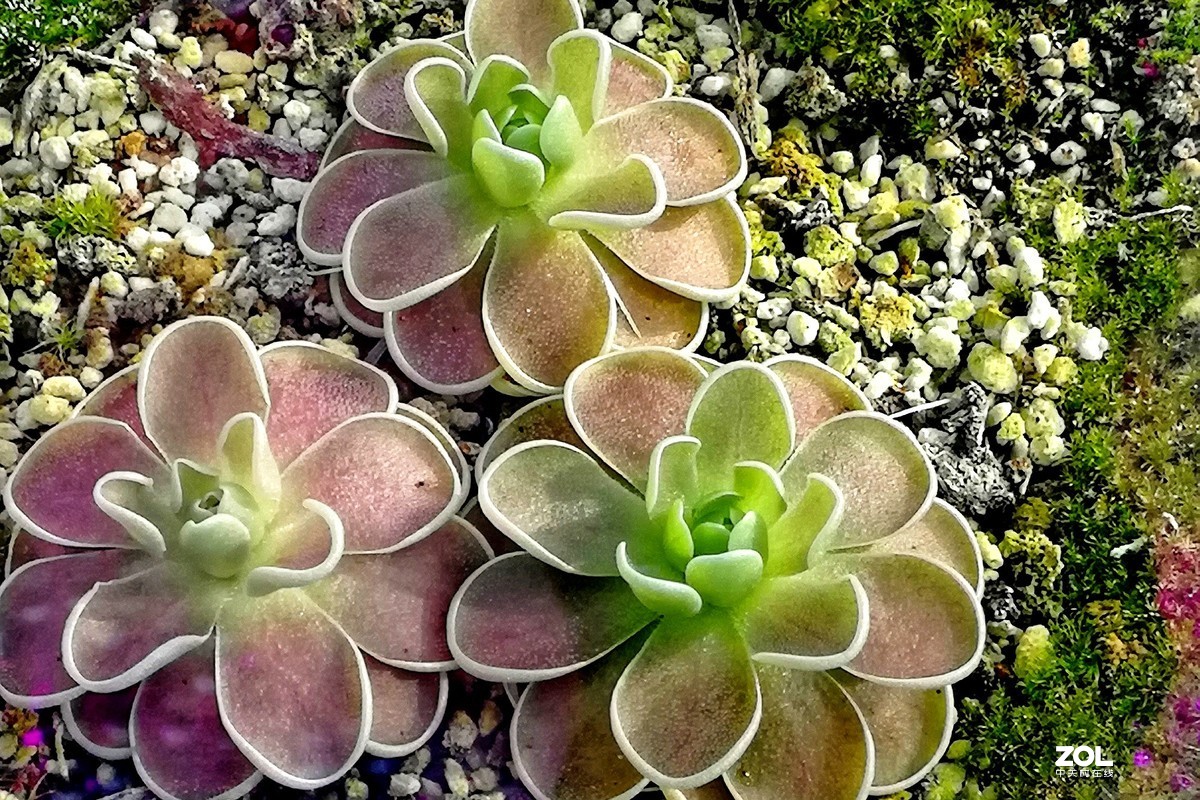 捕虫草——手机拍摄