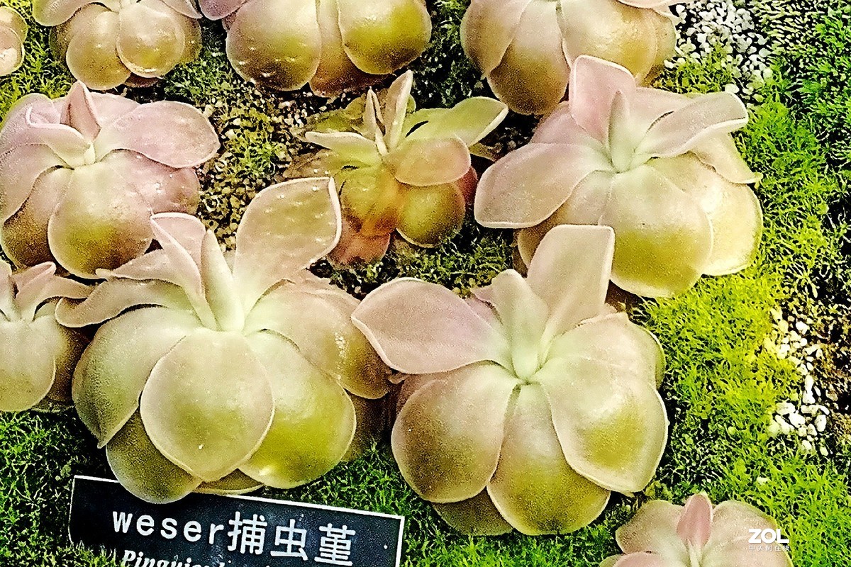 捕虫草——手机拍摄