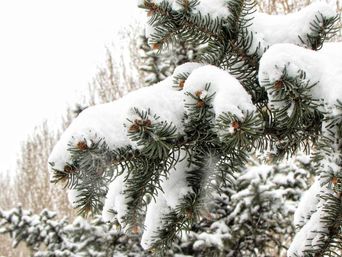 春雪