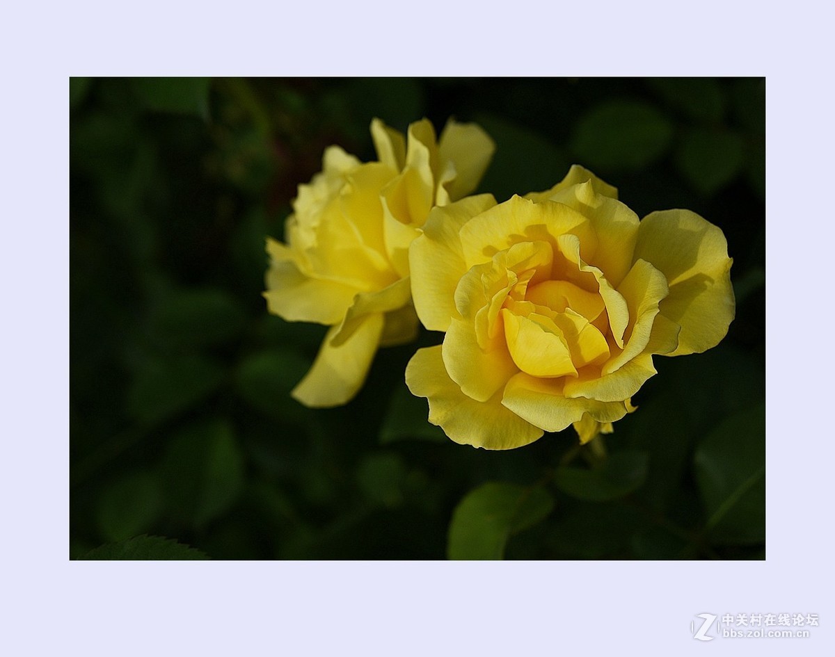 鲜花献给护士们（庆祝5.12国际护士节）