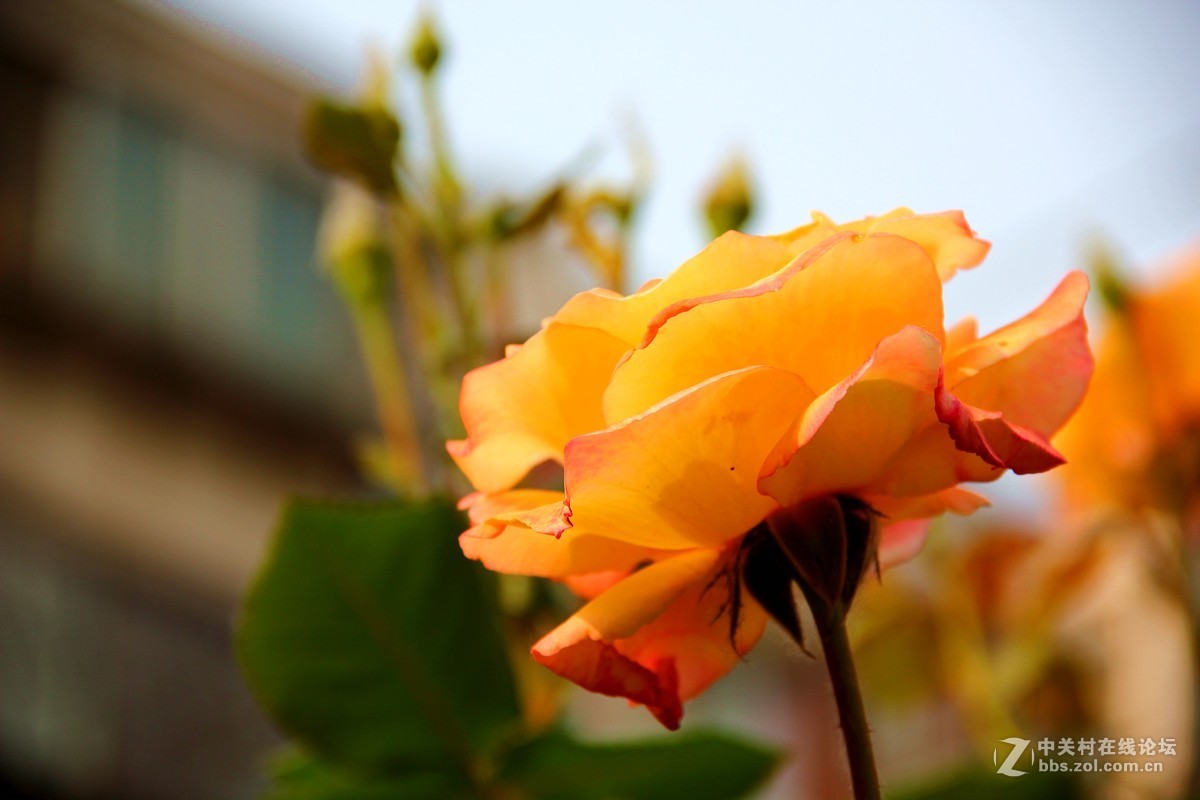 小区的月季花