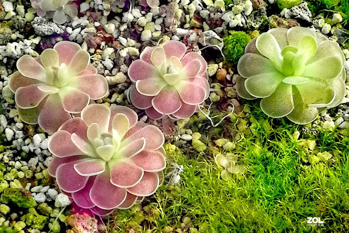 捕虫草——手机拍摄