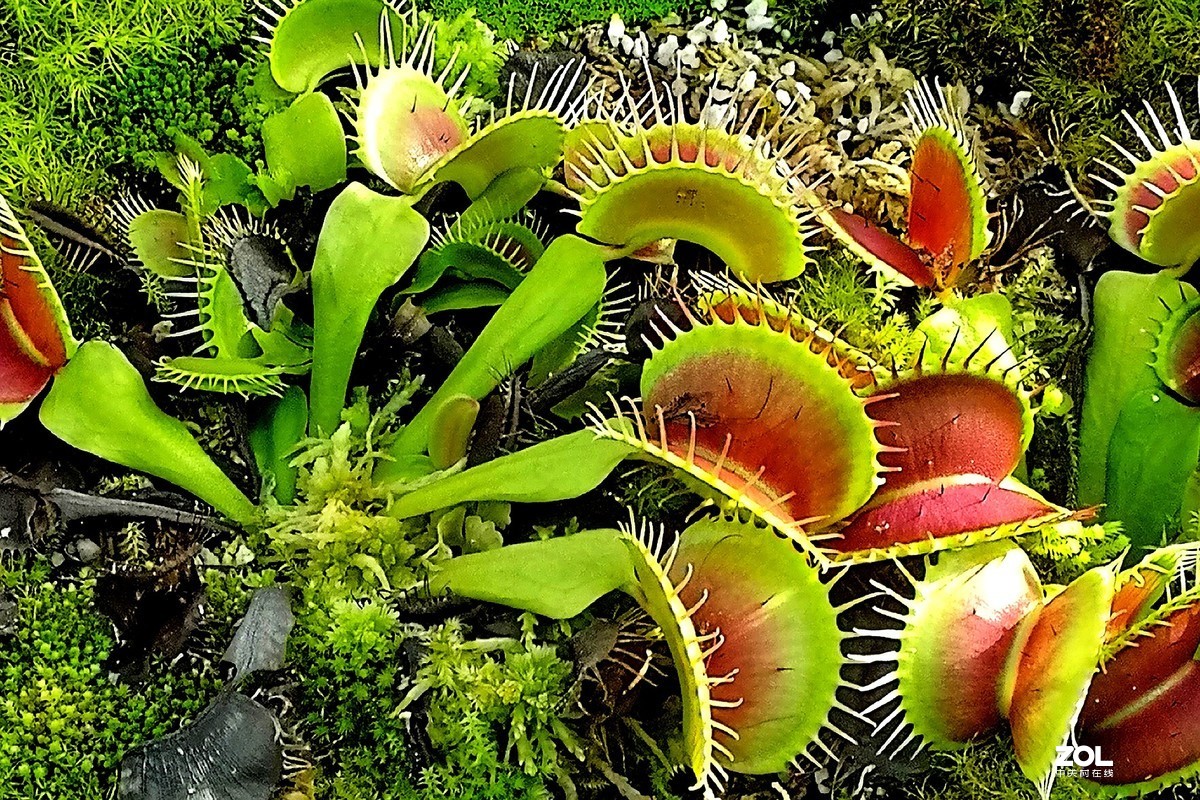 捕虫草——手机拍摄
