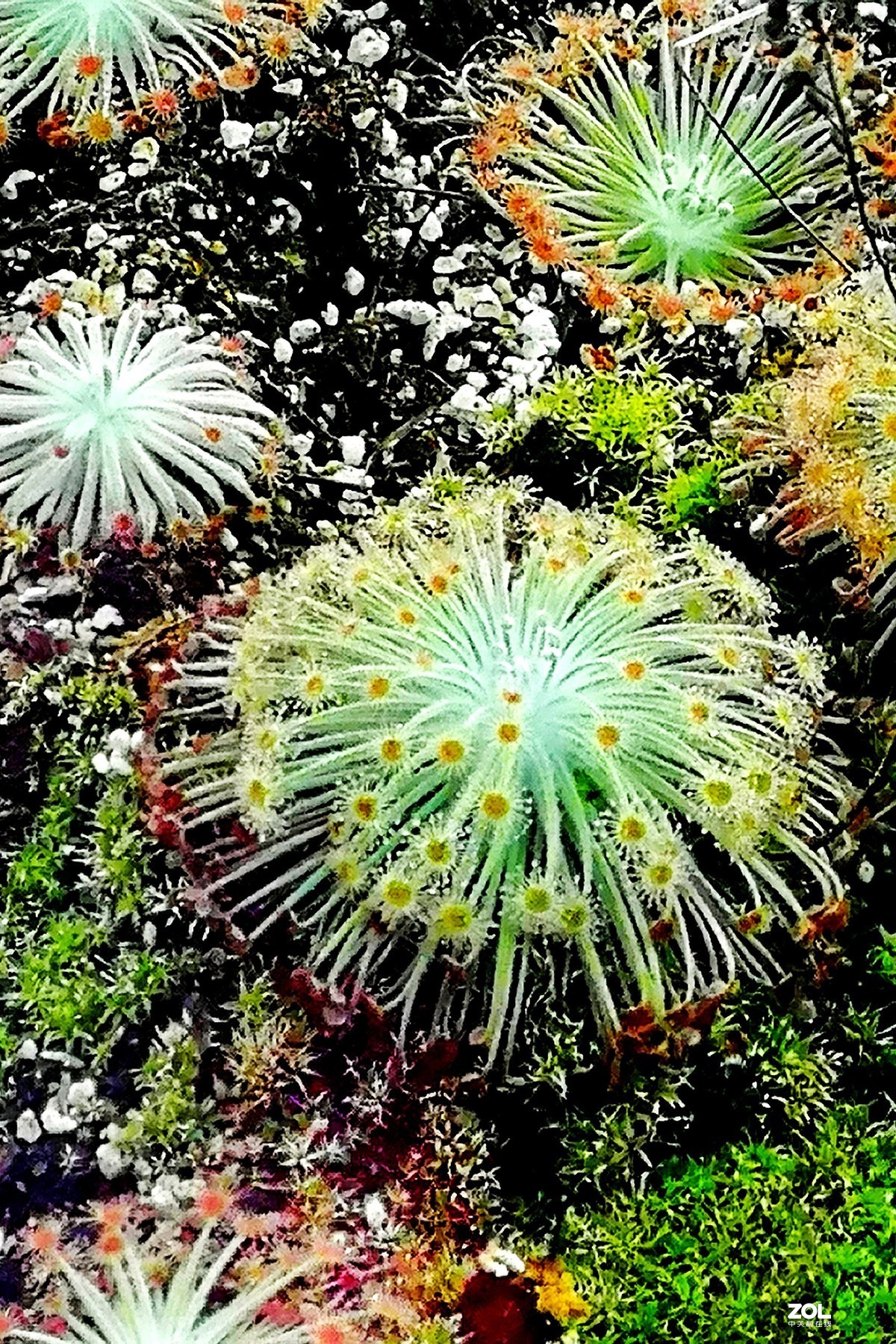 捕虫草——手机拍摄