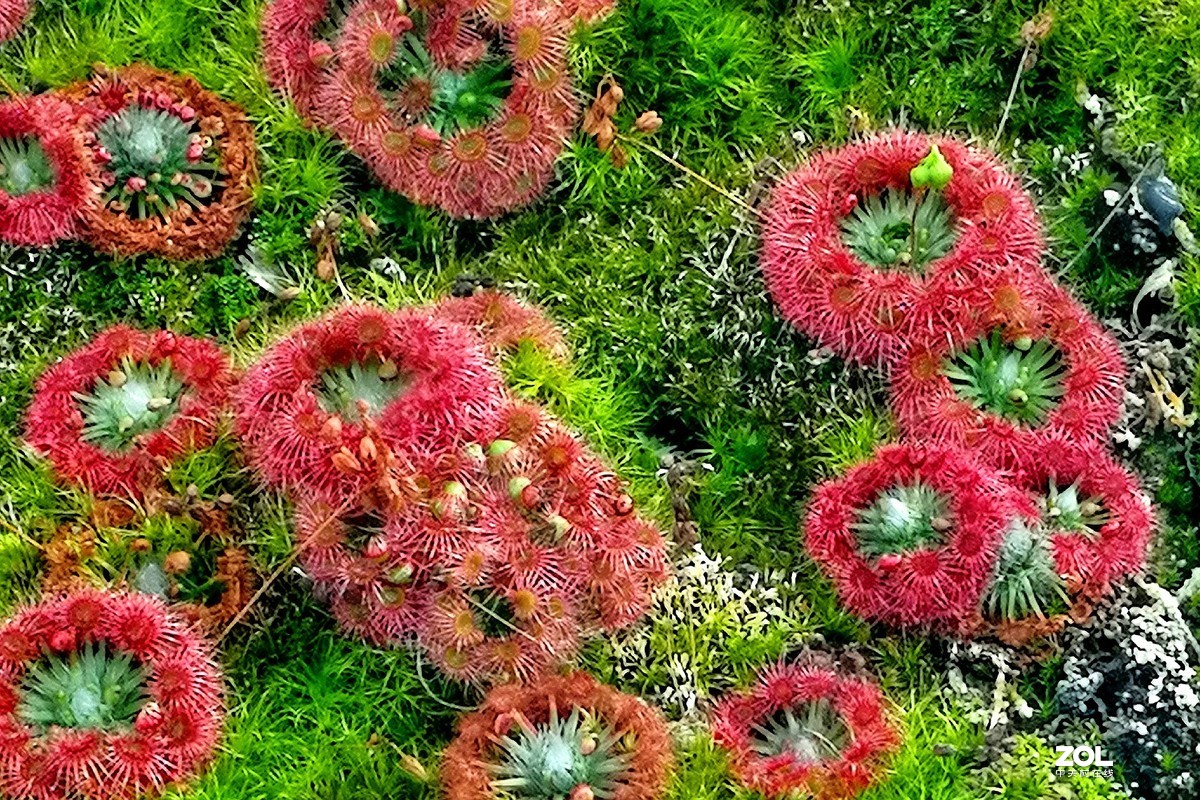 捕虫草——手机拍摄