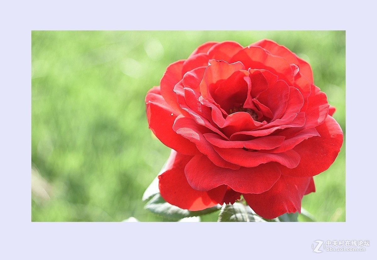 鲜花献给护士们（庆祝5.12国际护士节）