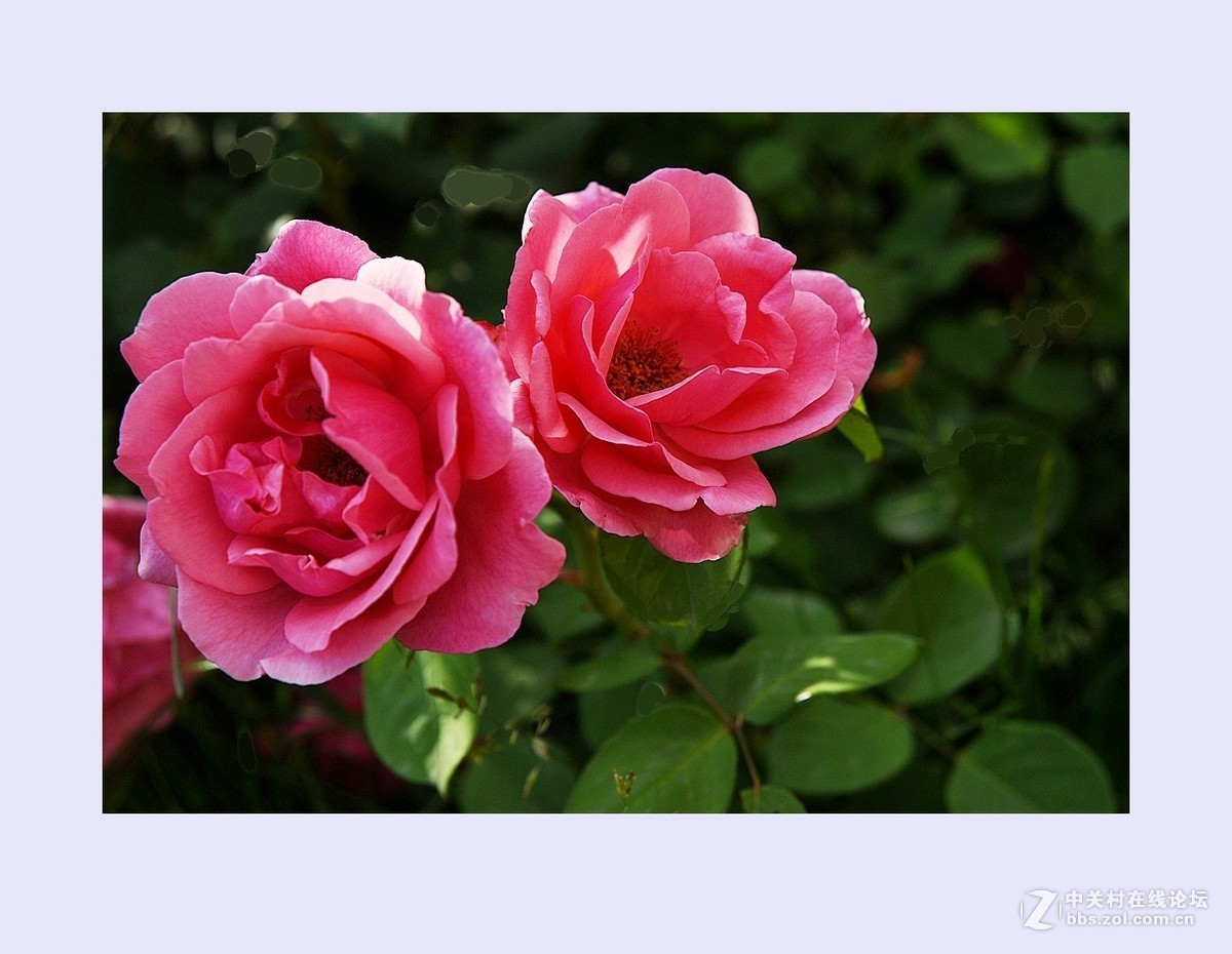 鲜花献给护士们（庆祝5.12国际护士节）