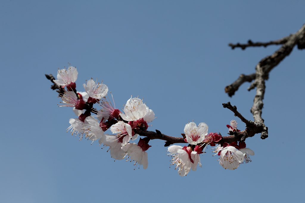 天坛杏花林