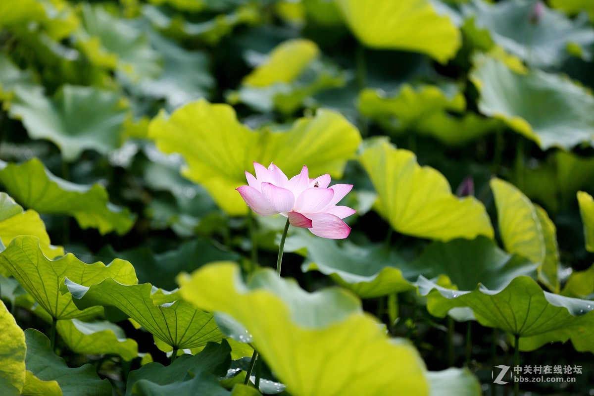 荷塘池畔