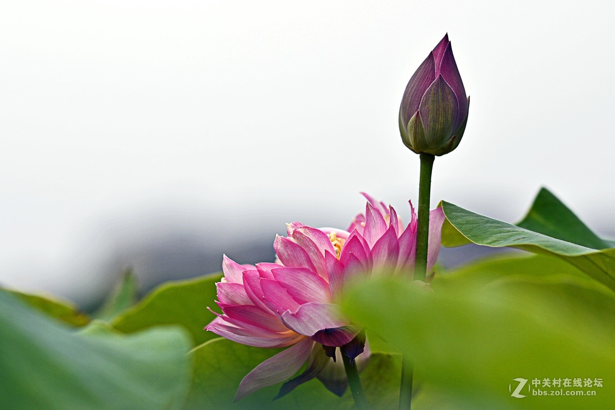 #夏天在哪里#荷花别样红，雨后更增姿