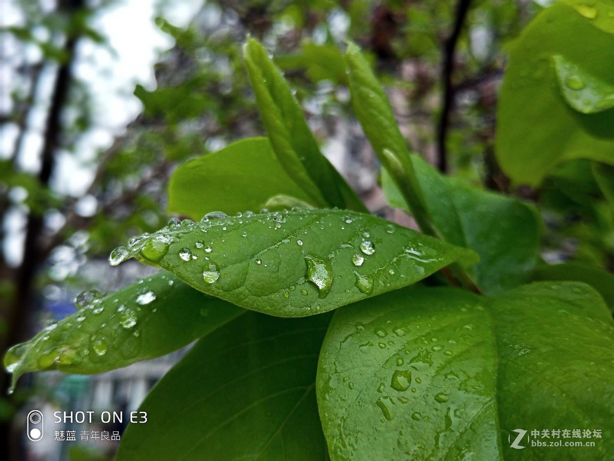 #夏天在哪里#荷花别样红，雨后更增姿