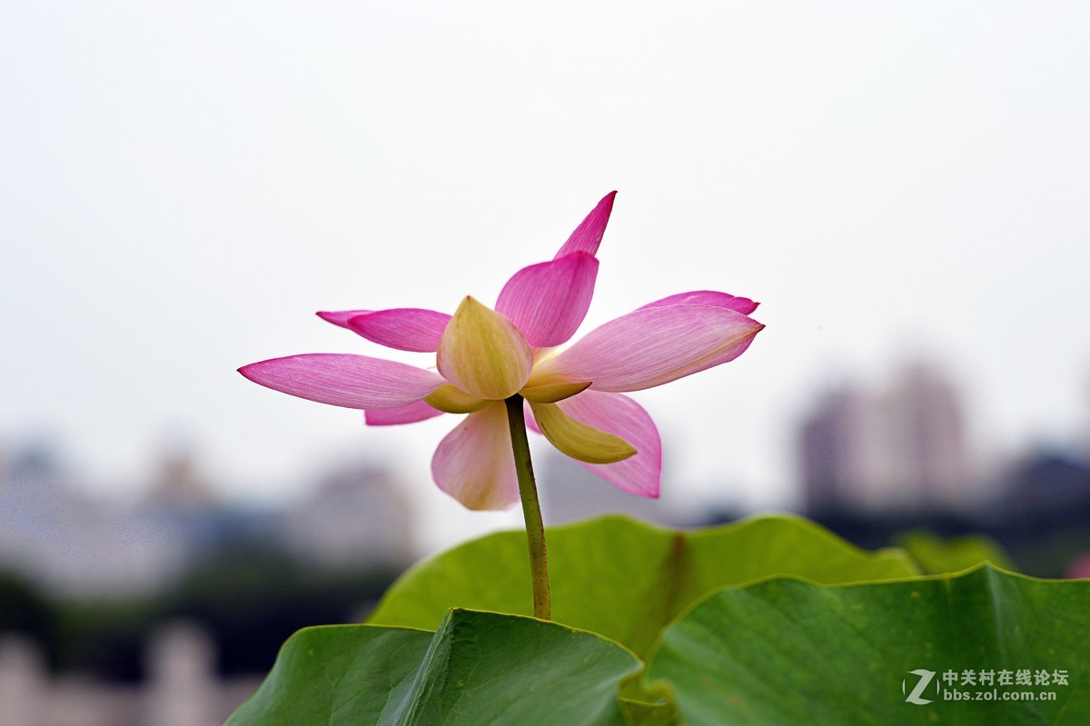 #夏天在哪里#荷花别样红，雨后更增姿