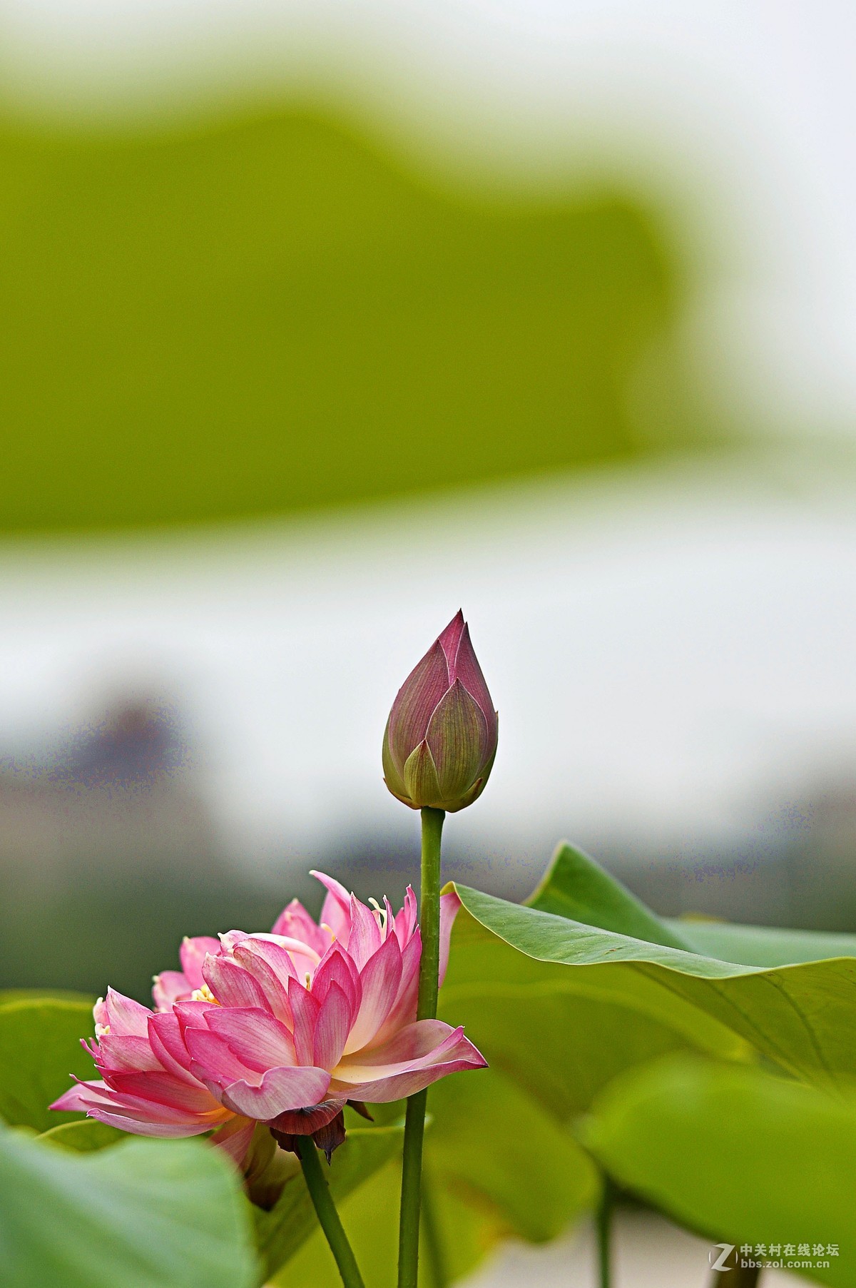 #夏天在哪里#荷花别样红，雨后更增姿