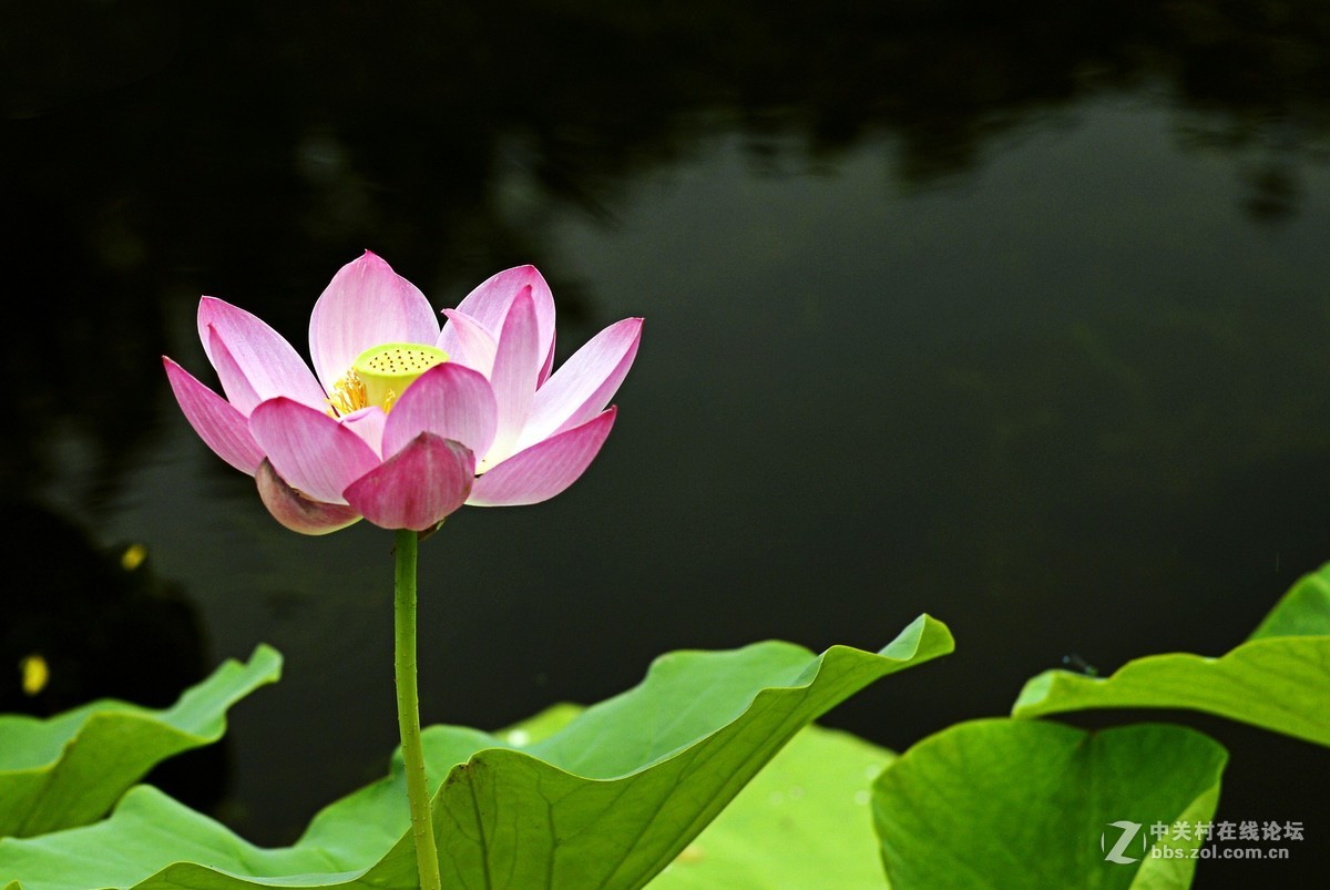 #夏天在哪里#荷花别样红，雨后更增姿