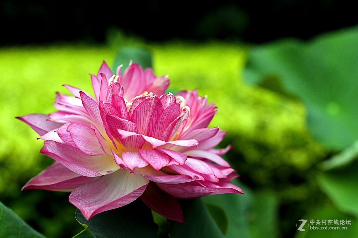 #夏天在哪里#荷花别样红，雨后更增姿