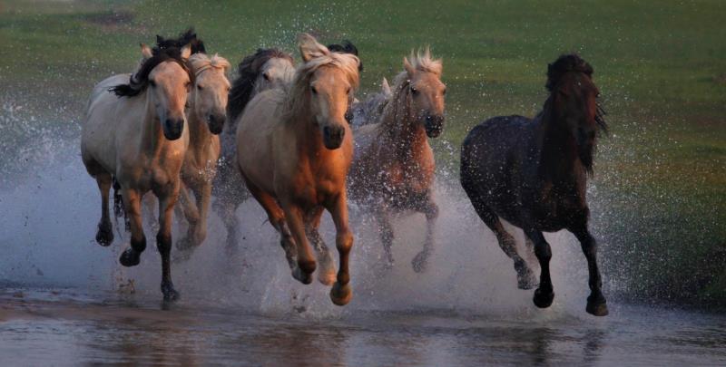 请欣赏乌兰布统大草原马踏水