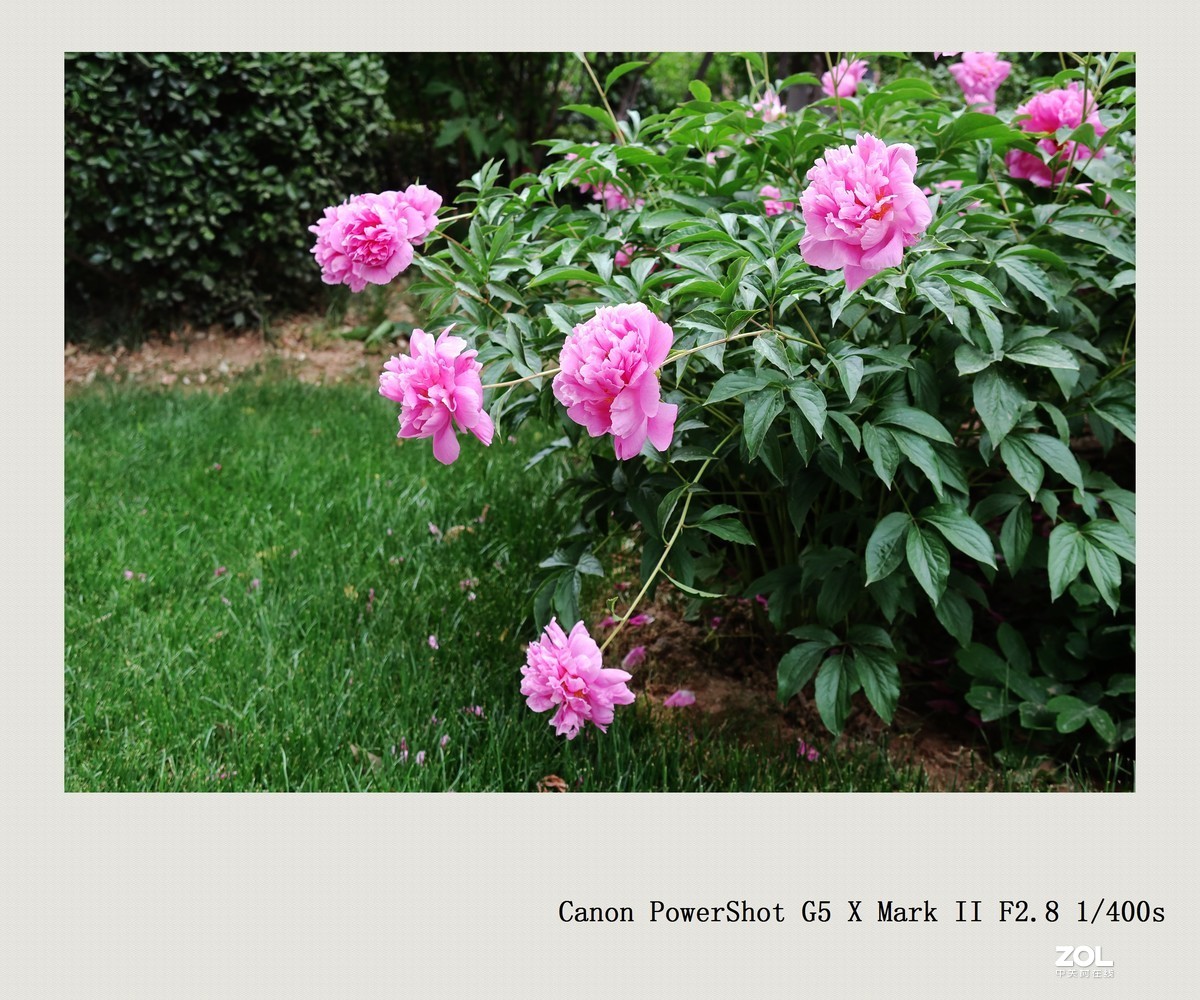 佳能G5 X Mark II  拍芍药