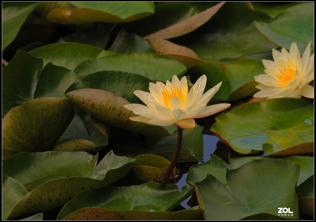 花卉练习（莲花）