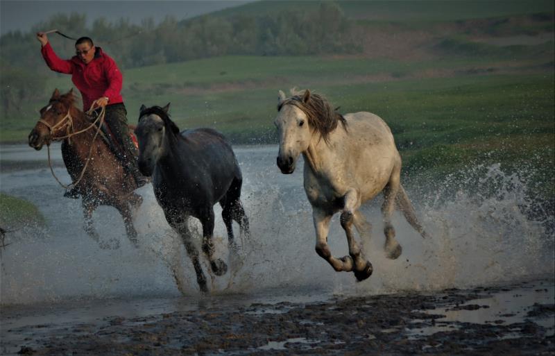 请欣赏乌兰布统大草原马踏水