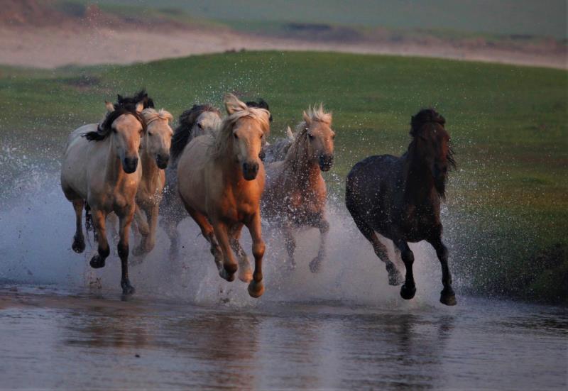 请欣赏乌兰布统大草原马踏水