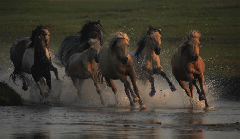 请欣赏乌兰布统大草原马踏水