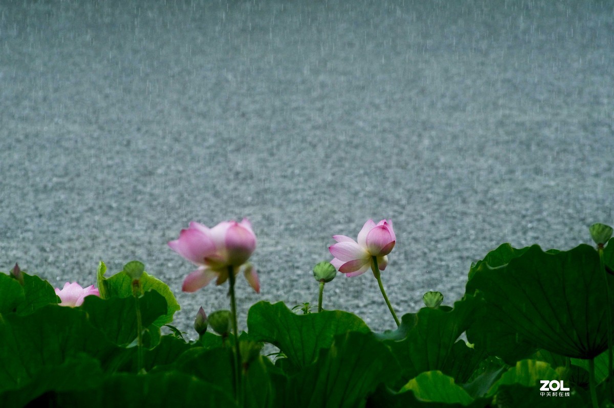 风雨中景色随拍