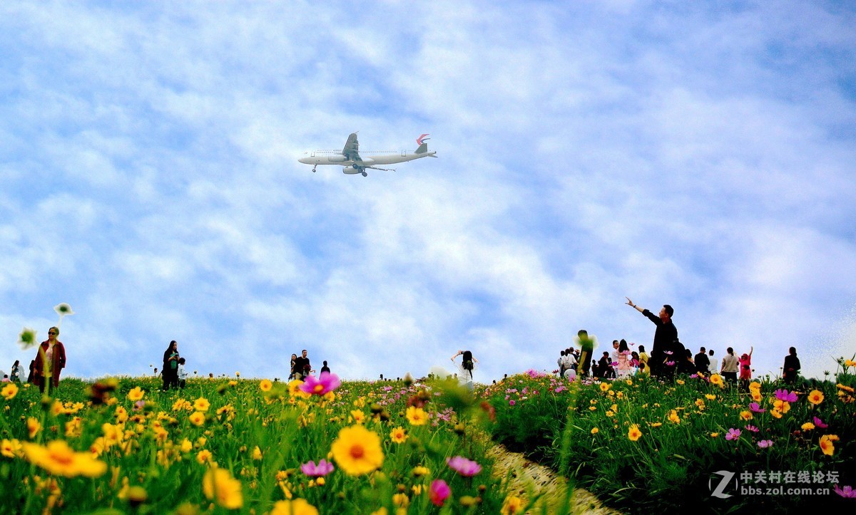 成都雙流空港花田