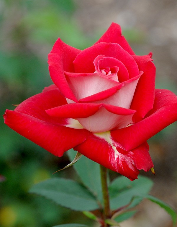 国外评测：老蛙100mm F2.8 2X Ultra Macro APO 镜头评测