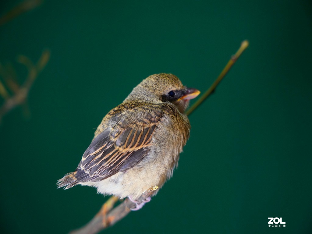 萌哒哒的灰背雏鸟伯劳