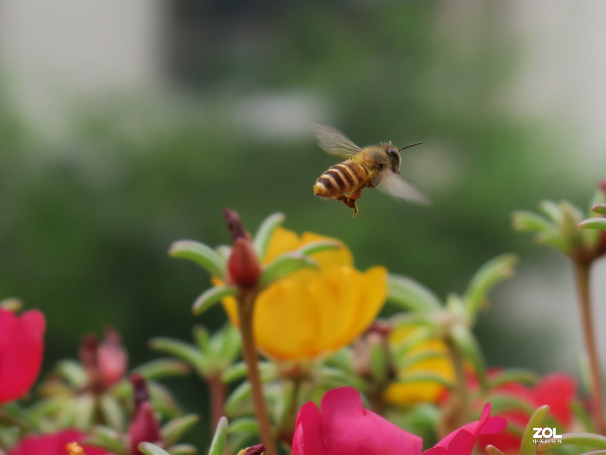 夏末的蜜蜂